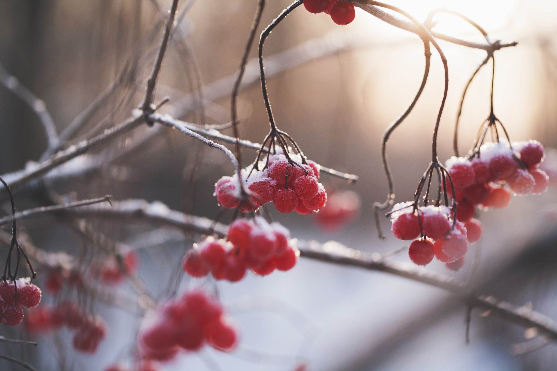 frozen grapes hanging from a tree