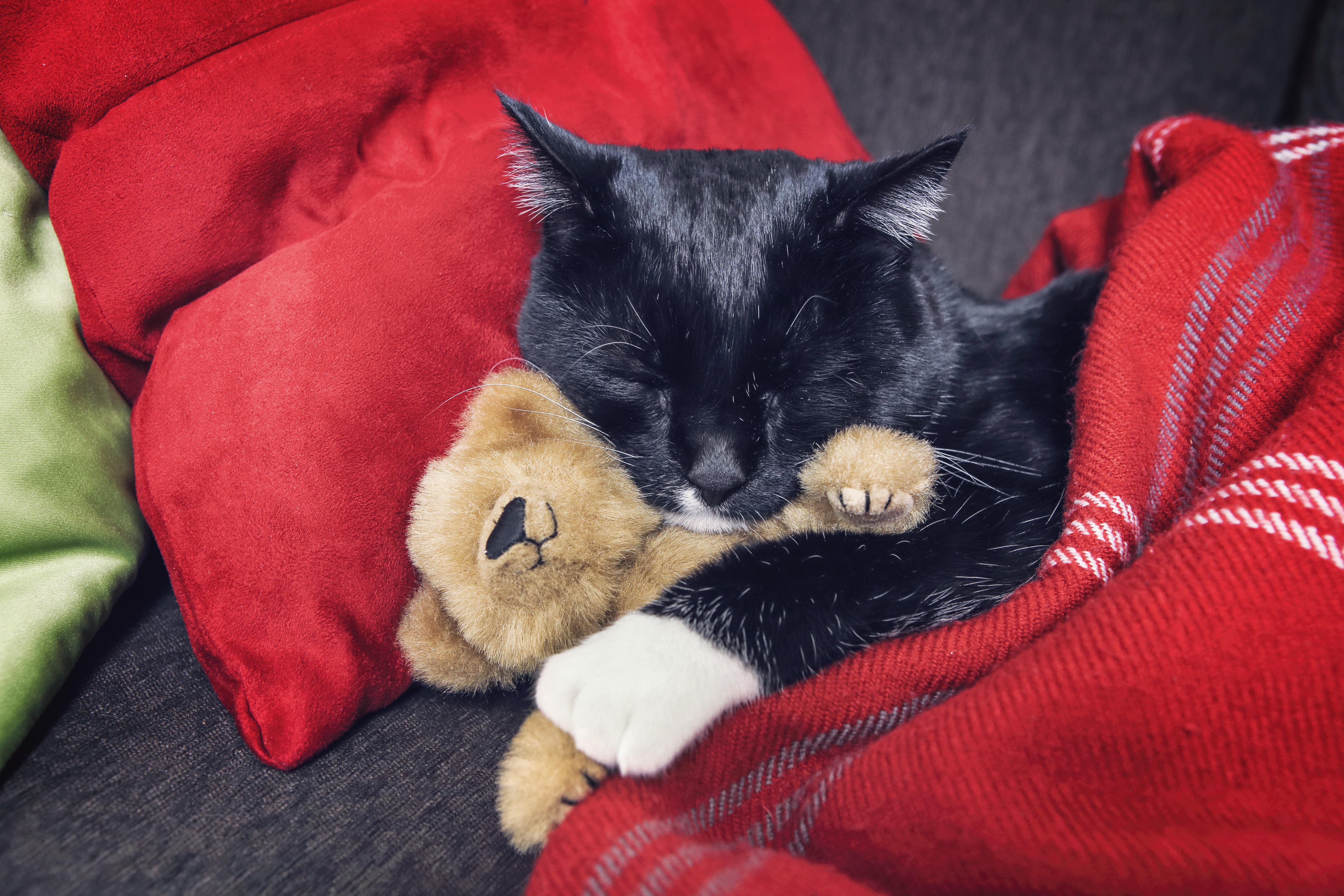 kitten cuddling with teddy bear